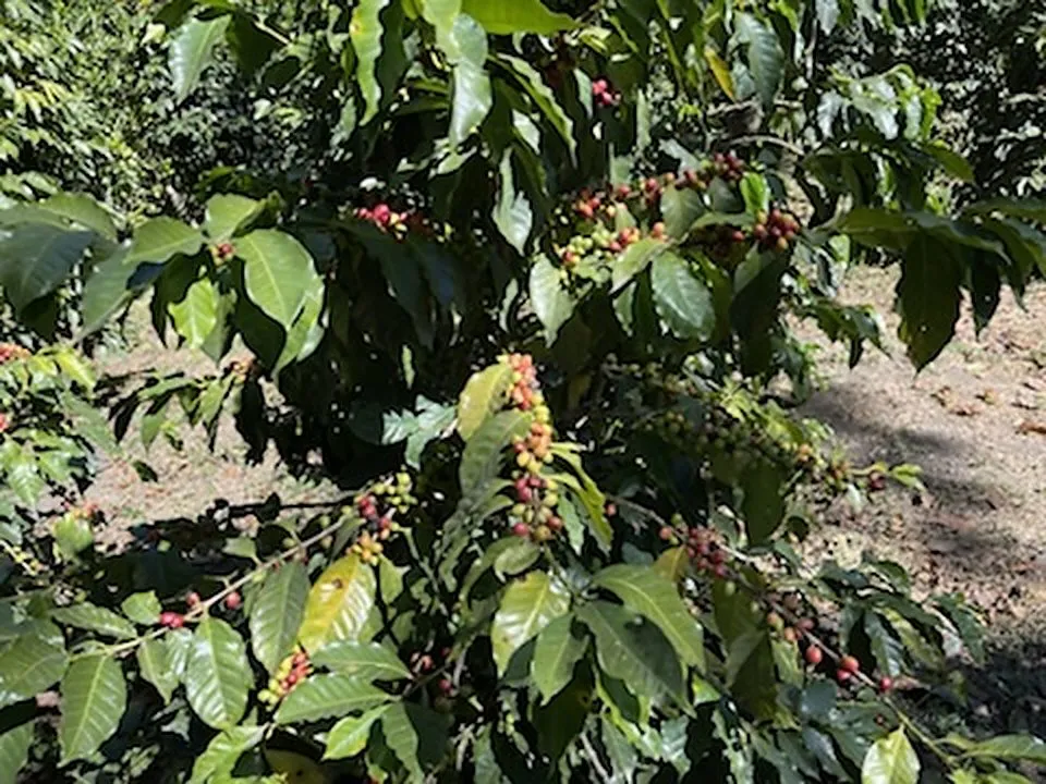 Branche de caféier chargée de cerises vertes, jaunes et rouges, Guatemala