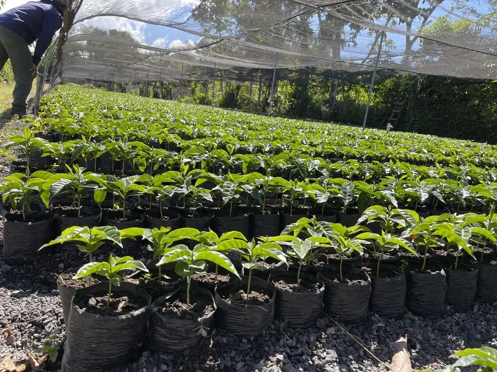 Pépinière de caféiers : des centaines de jeunes plants en sachets noirs sous un filet d'ombrage