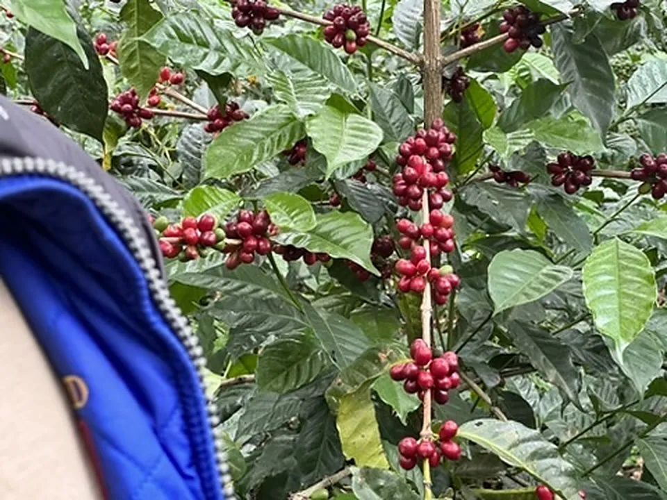 Grappes de cerises de café rouges le long d'une branche, dans les caféiers