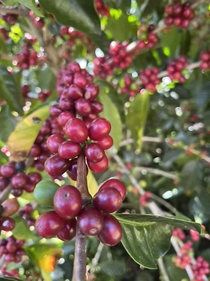 Cerises de café rouge sombre à pleine maturité, en gros plan