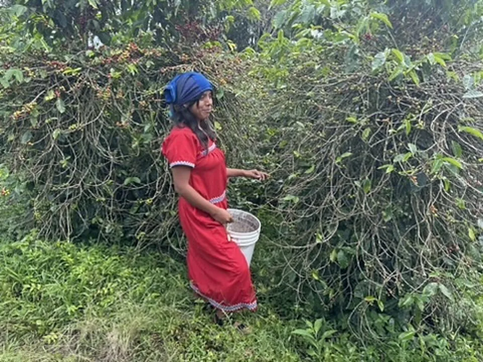 Une cueilleuse en robe traditionnelle rouge, seau à la main, récolte les cerises de café dans les caféiers de Boquete