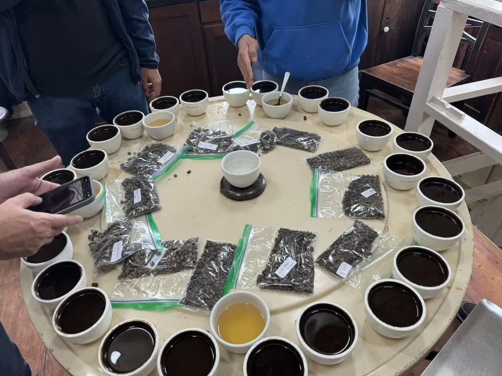 Table ronde de dégustation : une vingtaine de bols de café, des sachets d'échantillons de grains et une cuillère de cupping