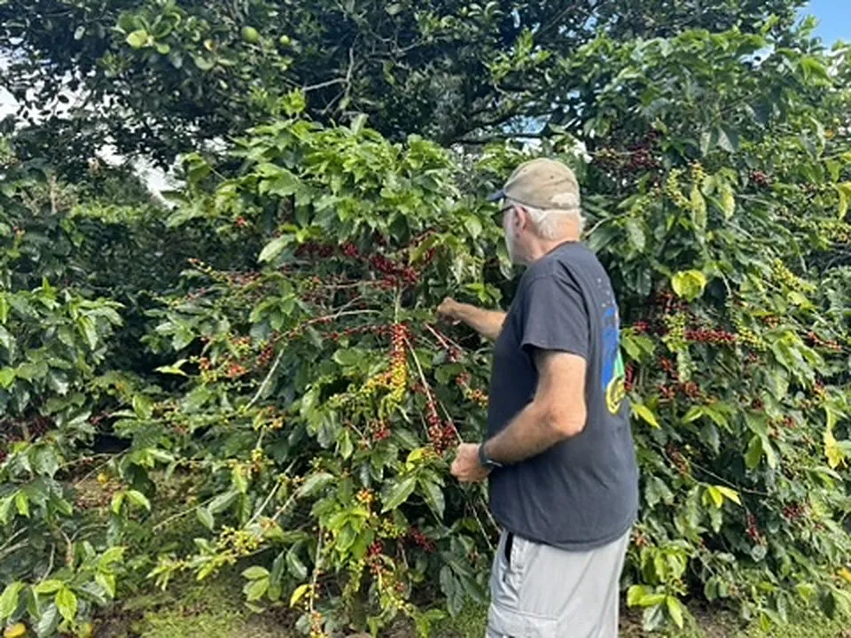 Un producteur de café inspecte les cerises d'une branche chargée, dans sa plantation