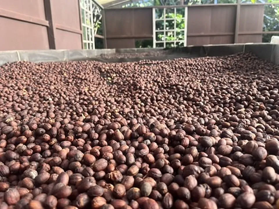 Cerises de café séchant en couche épaisse sur un lit de séchage couvert