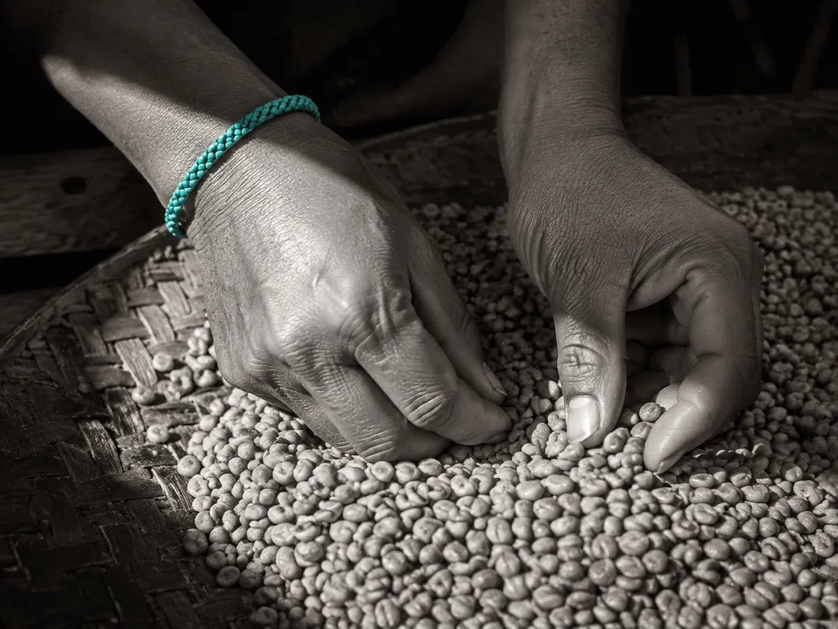 Mains triant le café vert dans un panier brut, avec un bracelet turquoise pour seul accent de couleur