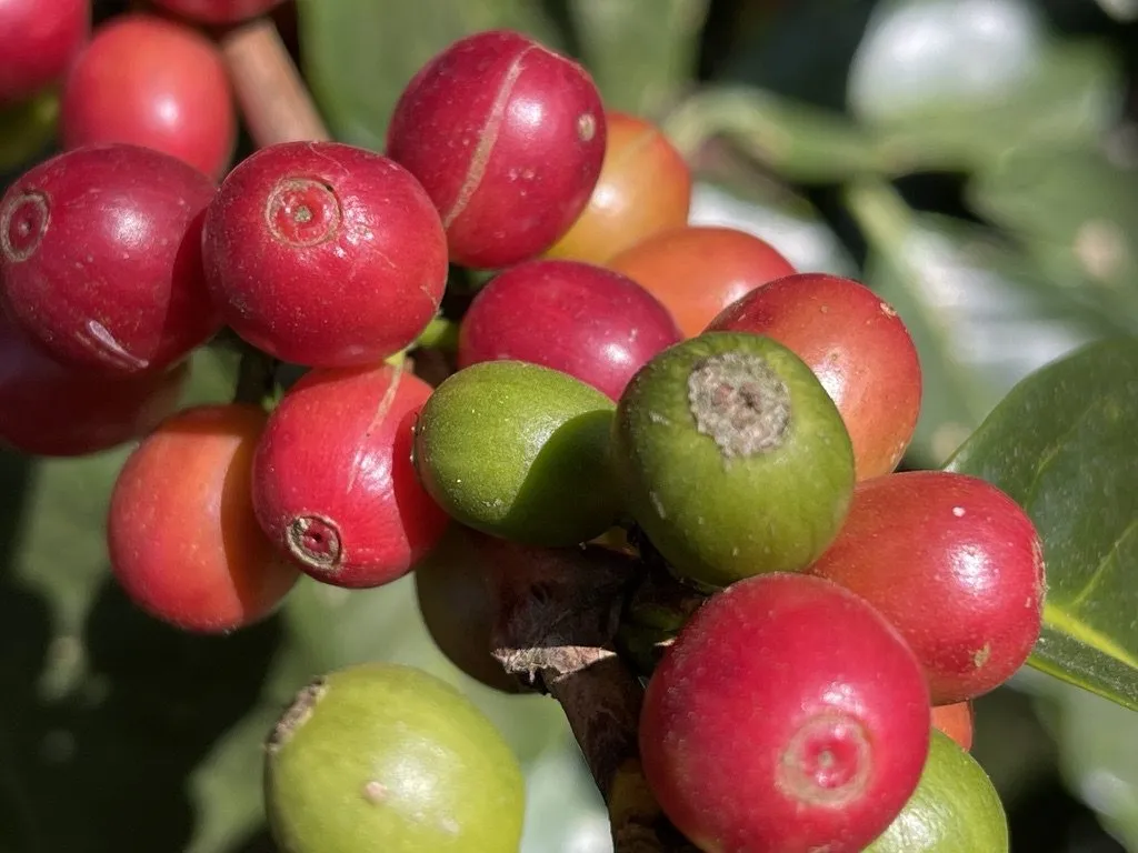 Cerises de café rouges et vertes en gros plan sur la branche, Guatemala
