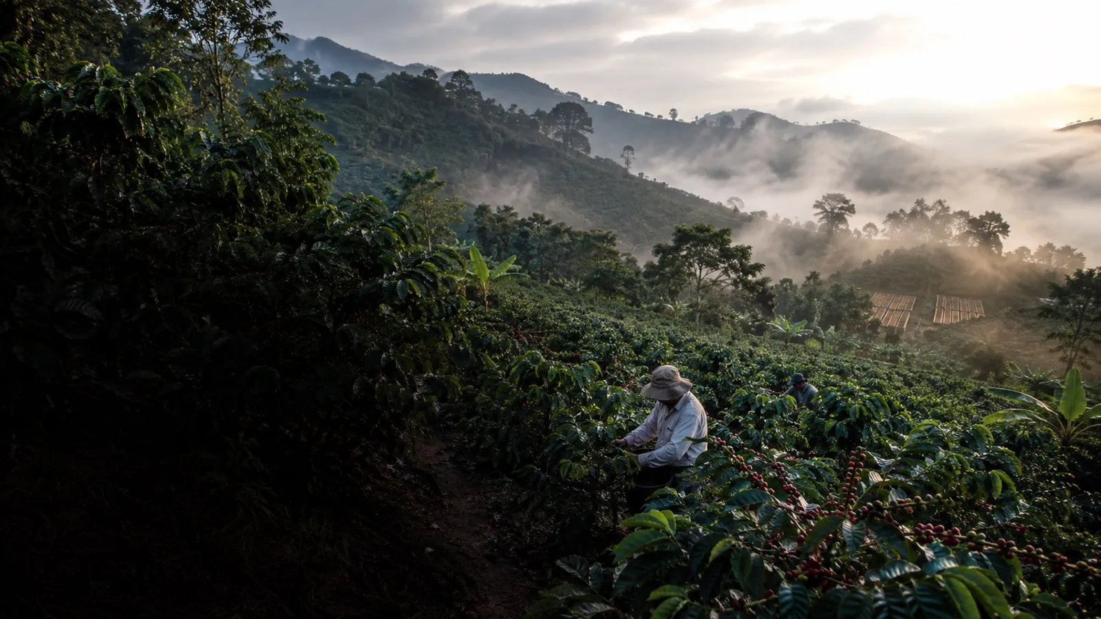 L'origine de nos producteurs