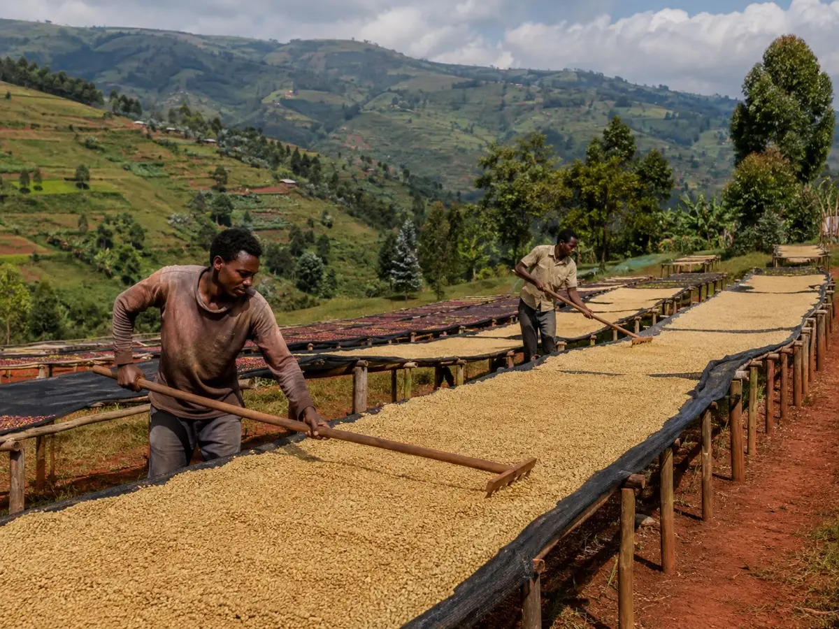 Collines caféières d'Afrique de l'Est, séchage des grains sur lits africains